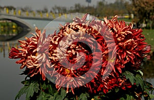 Qingbaijiang, China: Chrysanthemum Flowers