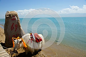 Qinghai Lake and yak photo