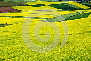 Qinghai Qilian Zhuoer Mountain scenery and Cole flowers