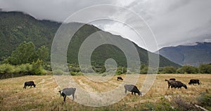 The Qinghai - Xizang Plateau photo