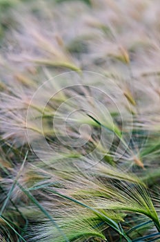 Quack grass blowing  on a sunny summers  evening evening