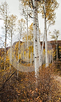 Quacking Aspen Populus tremuloides during fall. 1