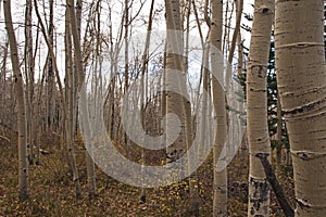 Quacking Aspen Populus tremuloides during fall. 2 B 2004