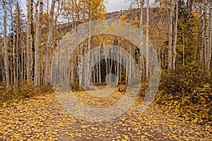 Quacking Aspen Populus tremuloides during fall. 3 B 2009