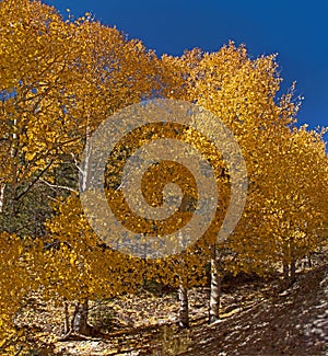 Quacking Aspen on the Scenic Byway 1