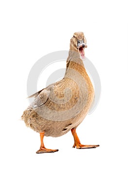 Quacking duck isolated on a white