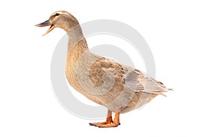 Quacking duck isolated on a white