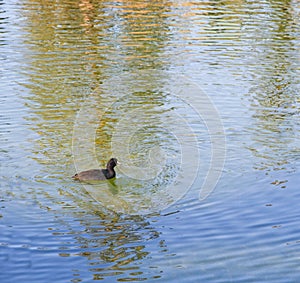 Quacking duck in rippling reflective lake