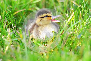 Quacking Duckling in Grass