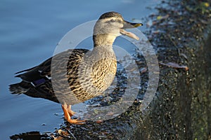 Quacking female Mallard Duck Anas platyrhynchos standing on the edge of a steep sided weir.