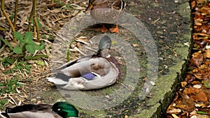 Quacking male mallard duck on a pond bank