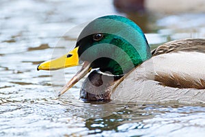 Quacking Mallard