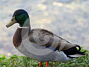 Quacking Mallard Duck