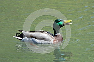 Quacking Mallard Duck on Cromford Pond England