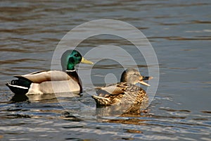 Quacking mallard pair