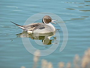 Quacking Northern Pintail duck