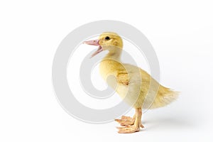 Quacking young muscovy duck isolated