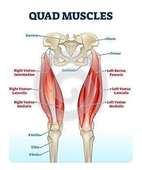 Quad leg muscles anatomy labeled diagram, vector illustration fitness poster