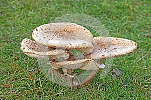 Quad mushroom in a dune valley