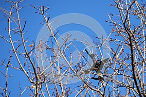 Quadcopter entangled in tree branches