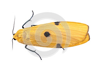 Quadra Lithosia female, yellow moth. Aka Four-spotted footman. Isolated on white. photo