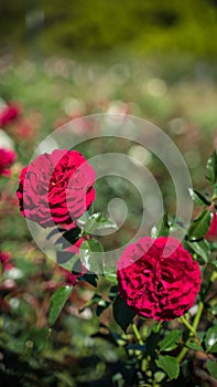 Quadra Rose Breed Closeup