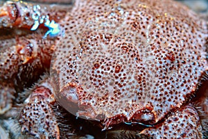 The quadrangular hairy crab is a species of crab that lives from Avacha Bay and the Western coast of Kamchatka to the Tsushima