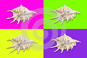 Quadrants in trendy neon colors with a seashell in the middle