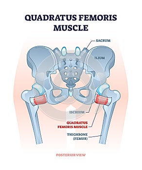 Quadratus femoris muscle as hip and groin rotator joint outline diagram photo