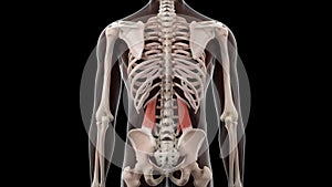 The quadratus lumborum