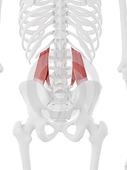 The Quadratus Lumborum