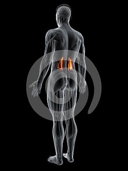 The quadratus lumborum