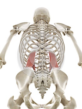 the quadratus lumborum