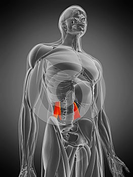 Quadratus lumborum