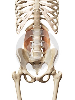 The quadratus lumborum