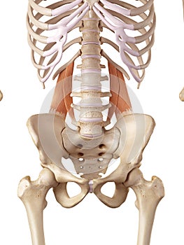 The quadratus lumborum