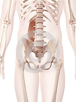 The quadratus lumborum photo