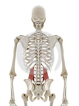 The quadratus lumborum