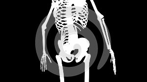 Quadratus lumborum muscles on skeleton