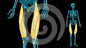 Quadriceps femoris - 3D model