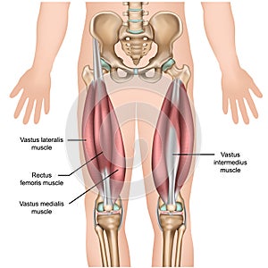 Quadriceps muscle anatomy 3d medical  illustration