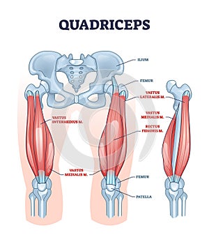 Quadriceps muscle or quads leg muscular anatomical structure outline diagram