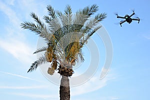 A quadrocopter drone flies near a date palm.