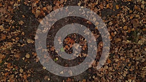 quadrocopter stream winds disperse dry foliage in autumn forest