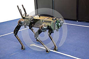 A quadruped military robot at walking position on display