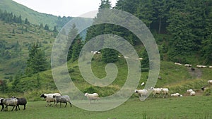 Quadrupedal Sheep Mammal on Graze Land