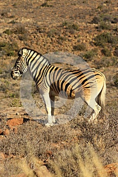 Quagga