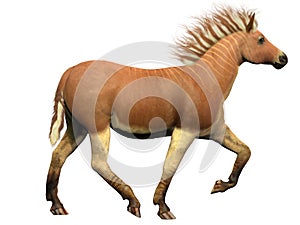 Quagga Extinct Animal