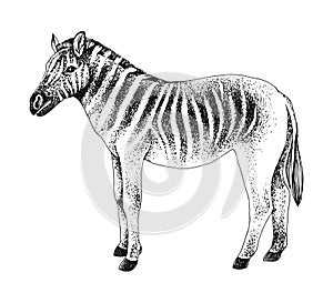 Quagga extinct animal sketch vector