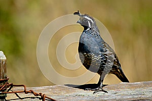 Quail